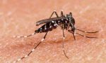 Sondrio dichiara guerra alle zanzare