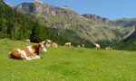 AlpeggiAMO: 12 escursioni guidate in quattro aree protette