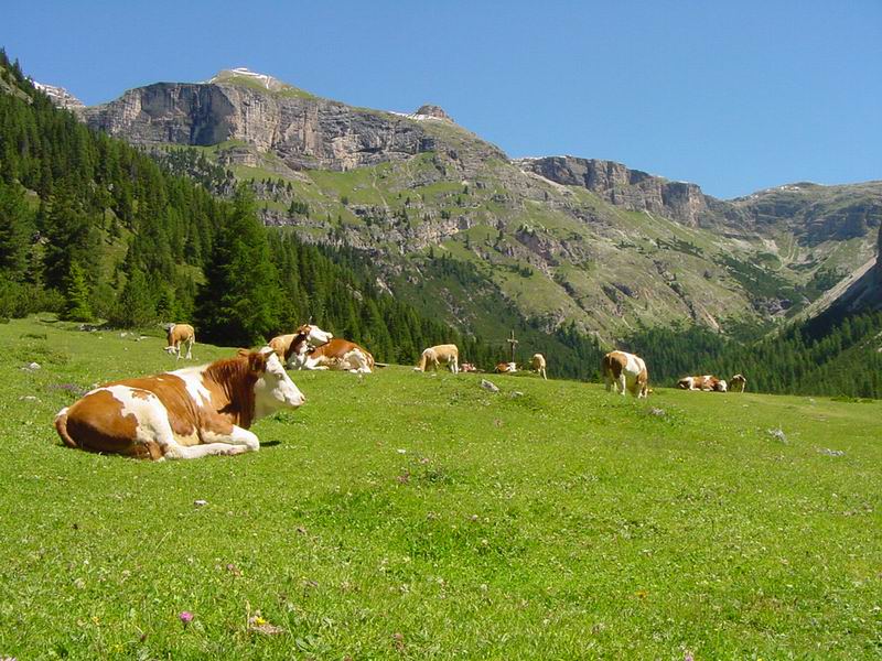 Alpeggi, allarme fieno per il caldo eccessivo