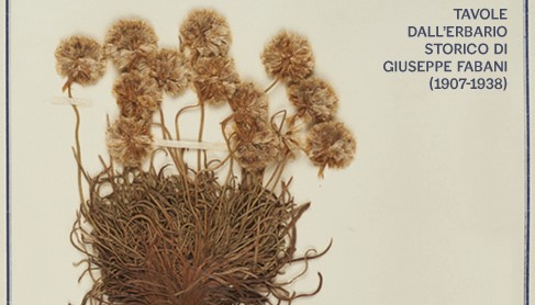 Erbario Fabani a Chiareggio: mostra da non perdere