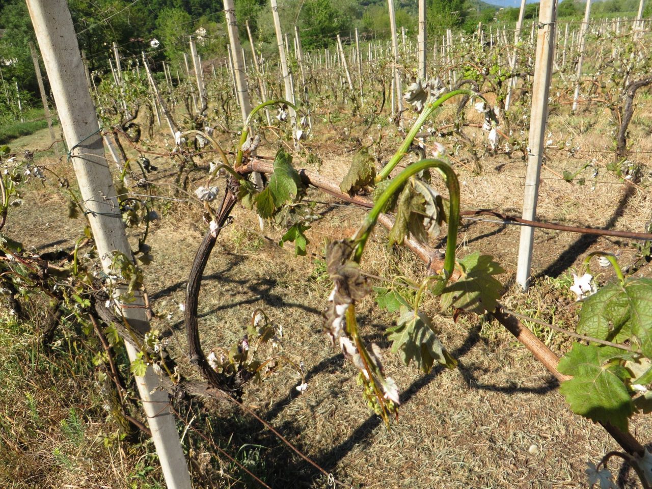 Gelate primaverili e danni: discussione in Regione