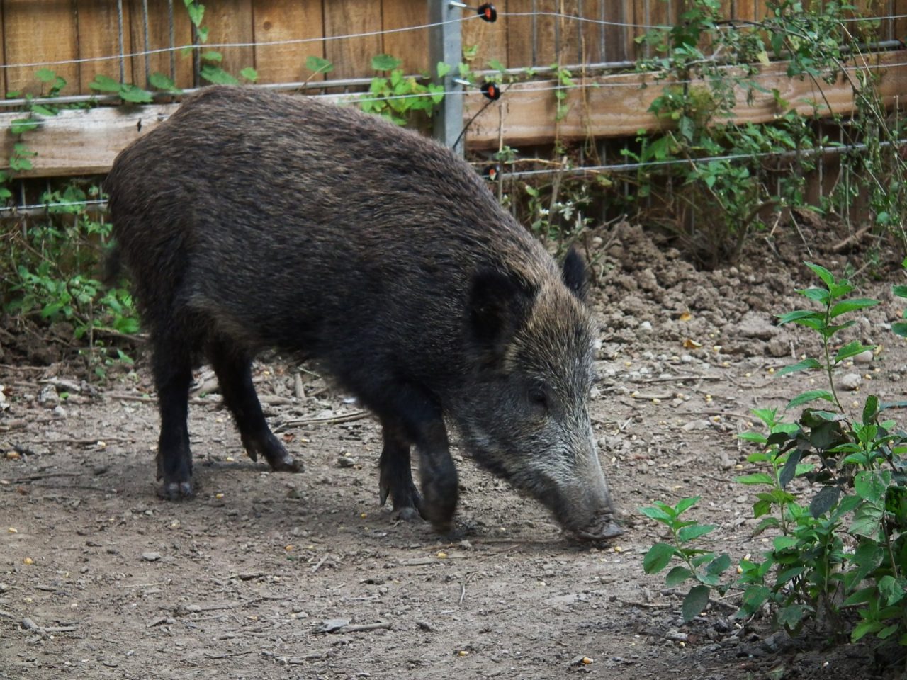 Primi risultati della gestione del cinghiale in provincia di Sondrio