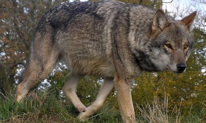 Presenza lupi in Lombardia: monitoraggio e azioni di prevenzione
