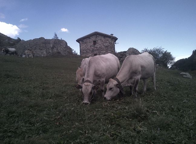 Truffa degli Alpeggi: trenta indagati