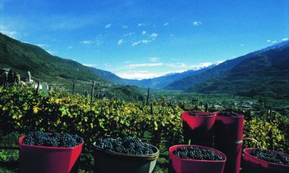 Vendemmia 2018 in Valtellina: segnali che fanno ben sperare