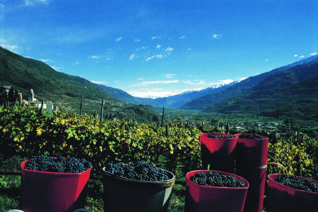 La vendemmia sarà ottima e precoce