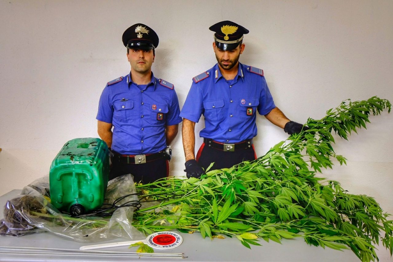 Piantagione di marijuana nei boschi di Tartano