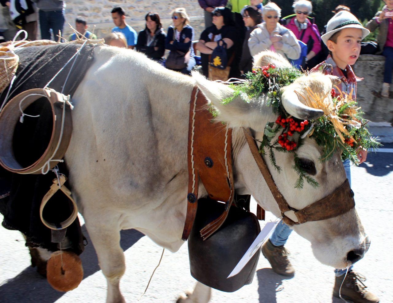 Festa dell’alpeggio a Chiareggio
