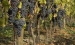 Comunità Montana di Morbegno: al via la distribuzione dei vitigni selezionati