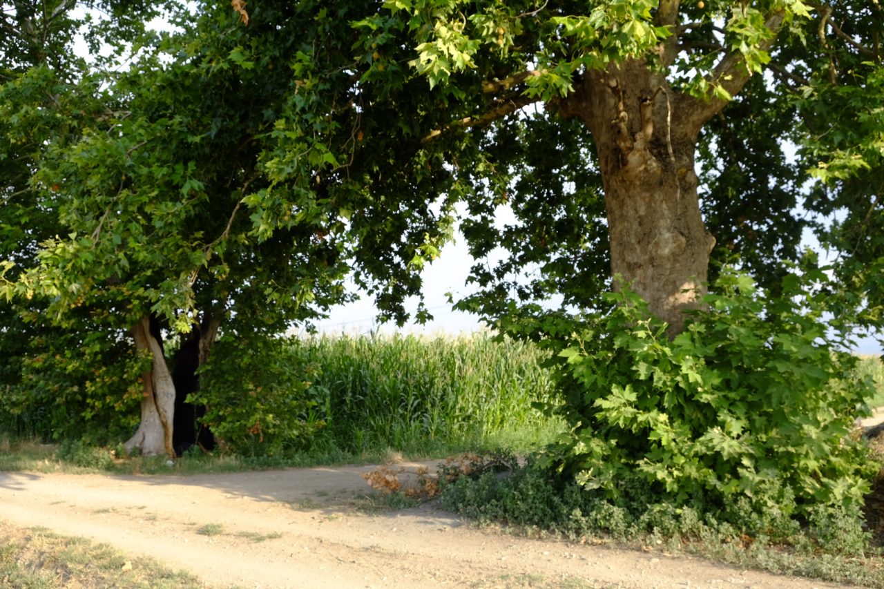 Grazie ad Arca Fondi e Banca Popolare di Sondrio piantati 750 nuovi alberi