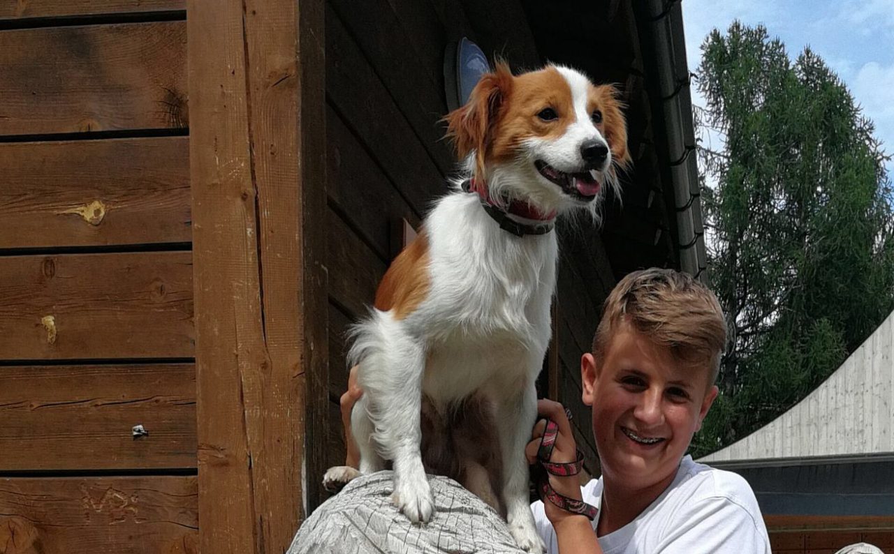 “Il nostro adorato cagnolino è stato ferito ed è morto”