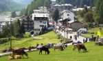 Torna la Festa dell'Alpeggio - Il PROGRAMMA