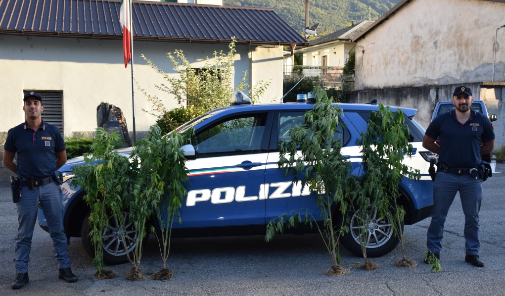 Scoperta una piantagione di marijuana