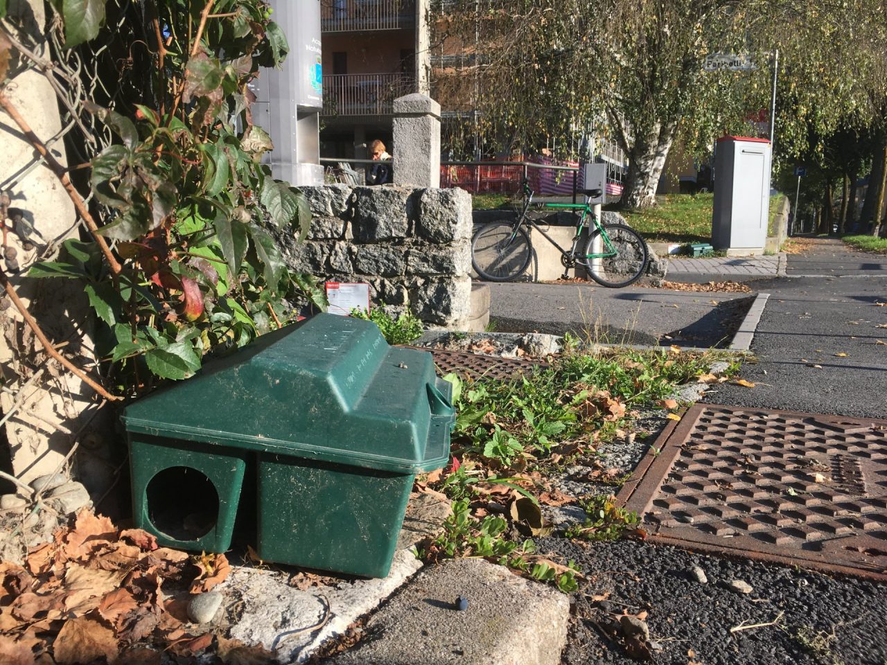 Topi e ratti a Sondrio, è in atto un’invasione?