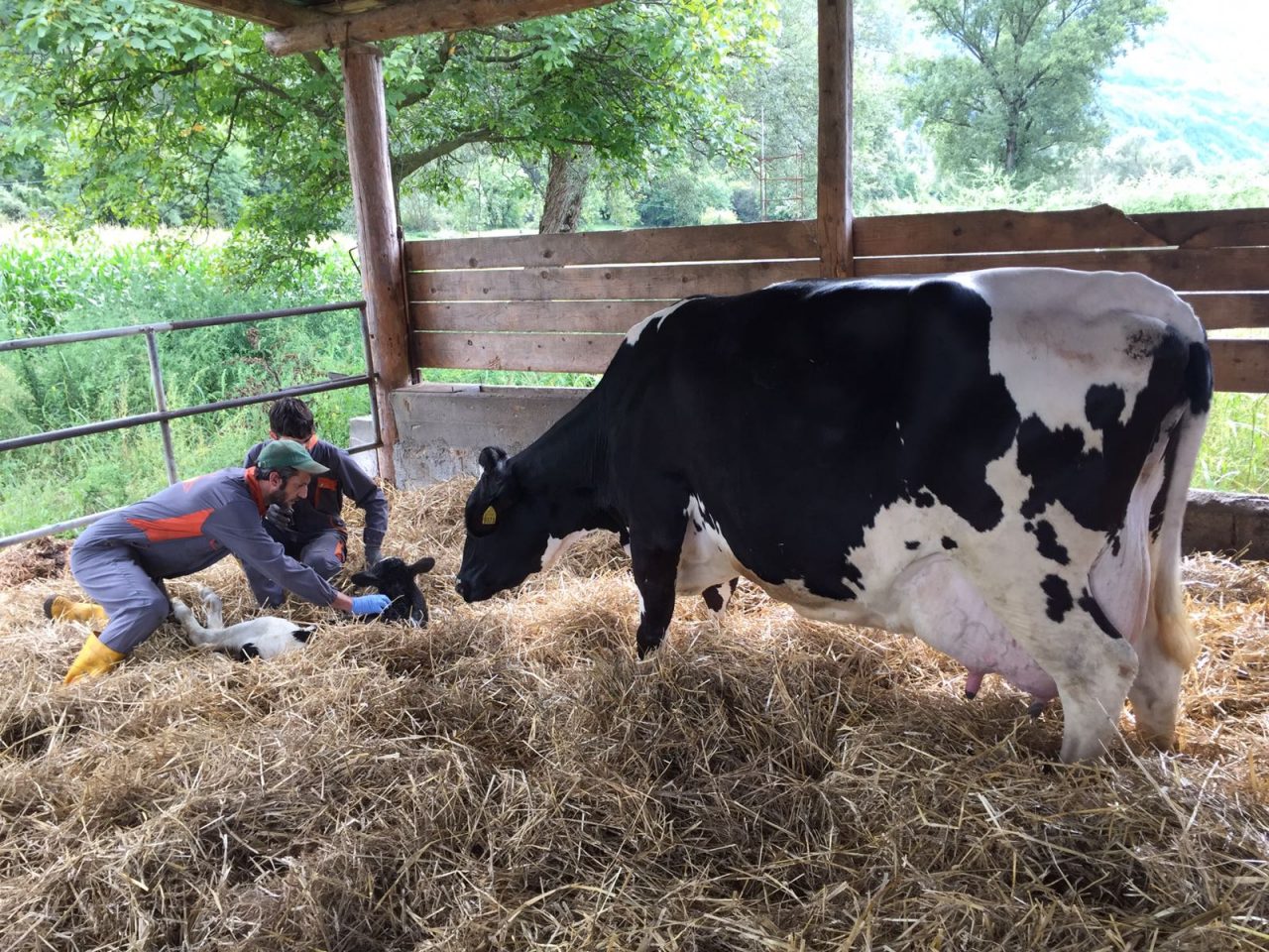 Latteria Sociale Valtellina: prima in Lombardia per il benessere animale