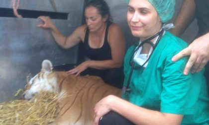 Tigre rosa salvata in Valchiavenna da un pool di veterinari