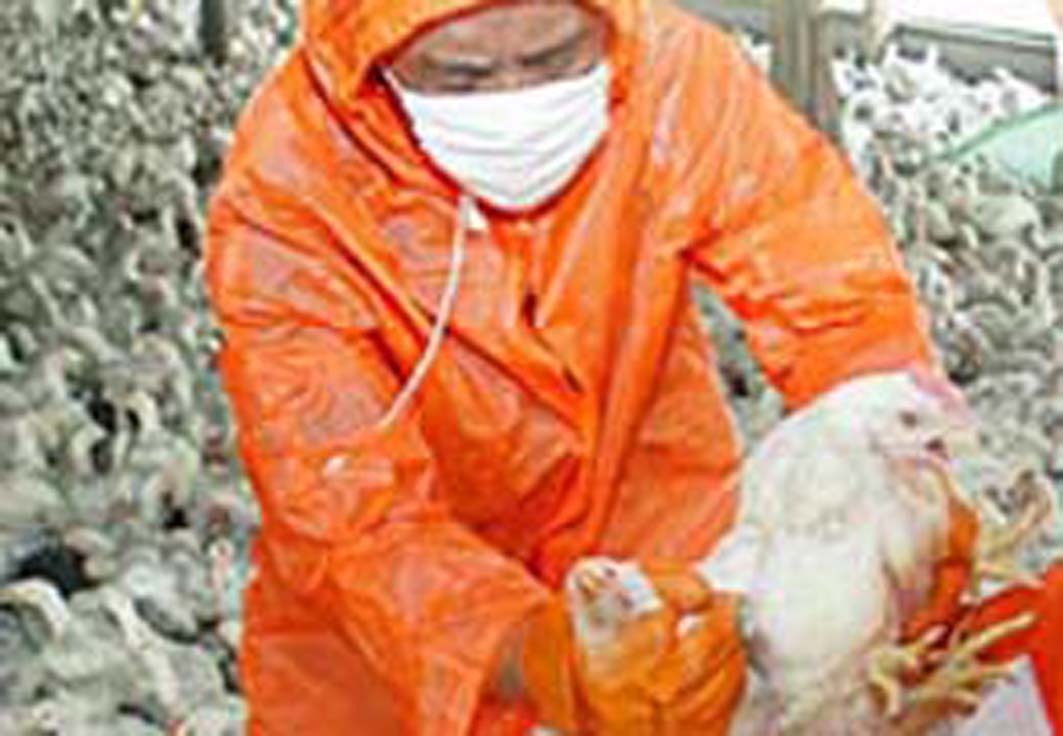 Un caso di Aviaria, scatta l’allarme