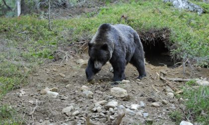 Due assalti dell'orso a Teglio e in Valposchiavo