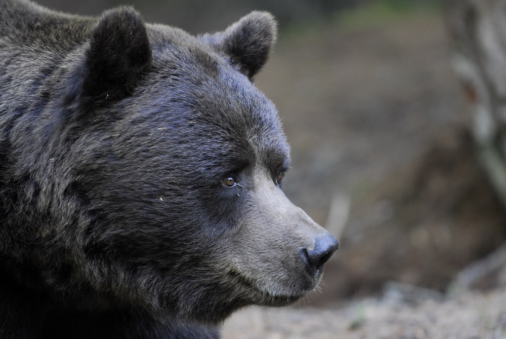 E’ morto l’orso Orfeo – LE FOTO