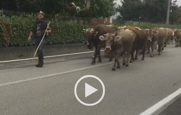 Festa per la transumanza a Piateda – IL VIDEO