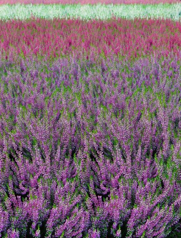 Arriva il Garden Festival d’Autunno