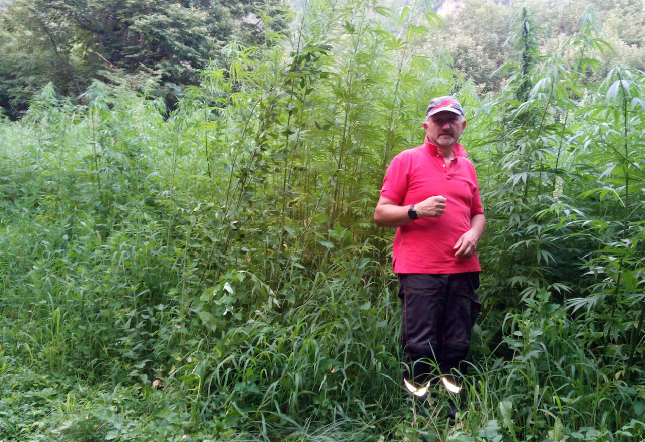 La cannabis in Valtellina è di ottima qualità