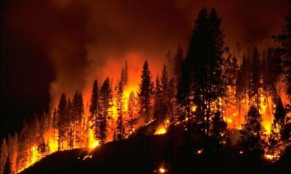 Festa alberi, bruciati oltre 4.300 ettari