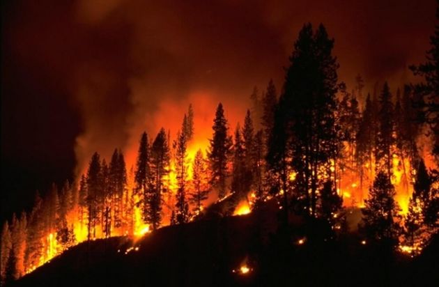 Festa alberi, bruciati oltre 4.300 ettari