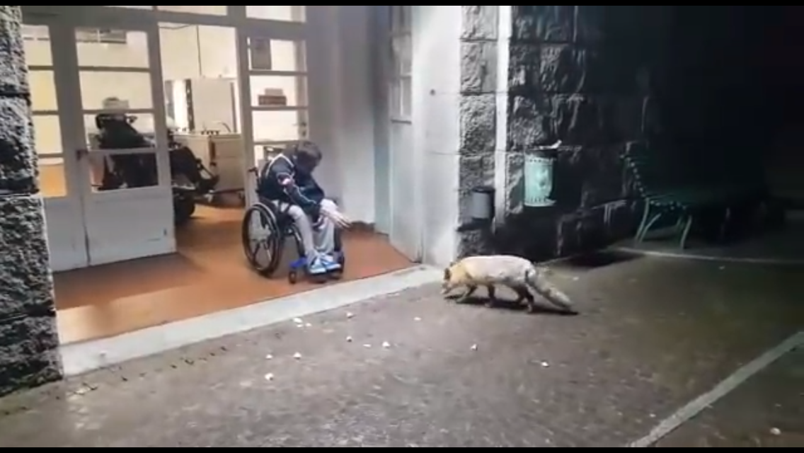 Una volpe per amica VIDEO