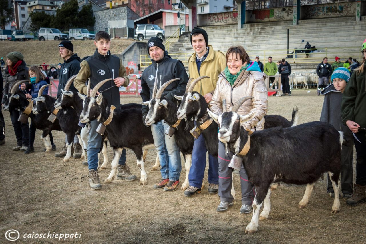 Numeri da record per la mostra della capra frisa valtellinese CLASSIFICHE