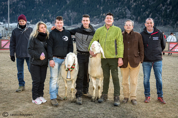 Successo per la Mostra Provinciale della Capra Frisa Valtellinese – LE FOTO