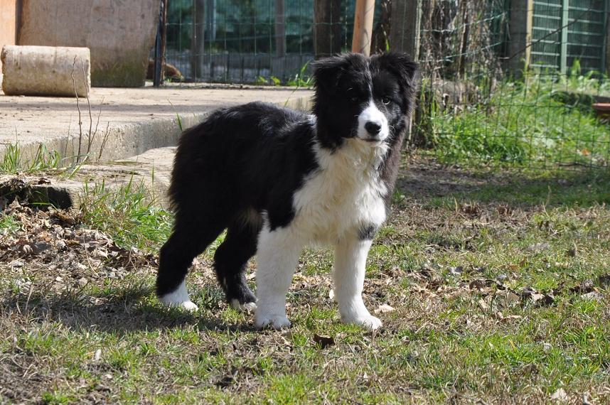 Lieto fine per il cagnolino scomparso dopo il terrore in Piazza Garibaldi