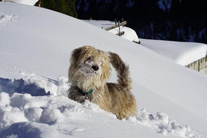 Cane scompare per i botti di Capodanno, “lo abbiamo cercato ovunque”