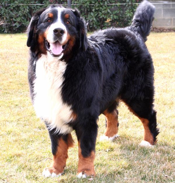 Cane senza guinzaglio morde pensionato, i padroni condannati per omicidio colposo