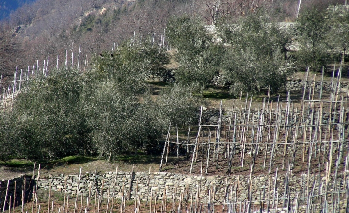 Tirano, convegno della Cm sul paesaggio culturale