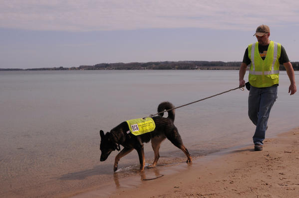 L’olfatto dei cani da salvataggio può fiutare l’inquinamento delle acque