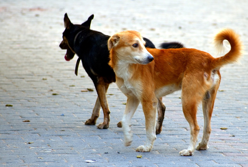 Bellagio uomo spara e uccide due cani
