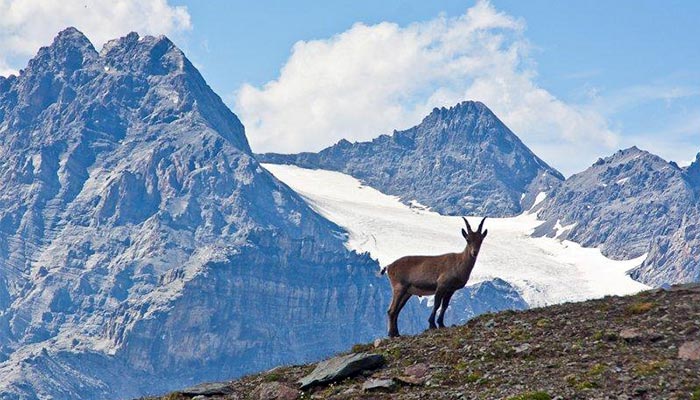Camoscio ucciso nel Parco dello Stelvio, il Cabs: “Contro il bracconaggio Governo ancora assente”