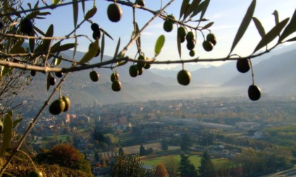 Comunità Montana di Morbegno: Concorso per il miglior olio d'oliva valtellinese