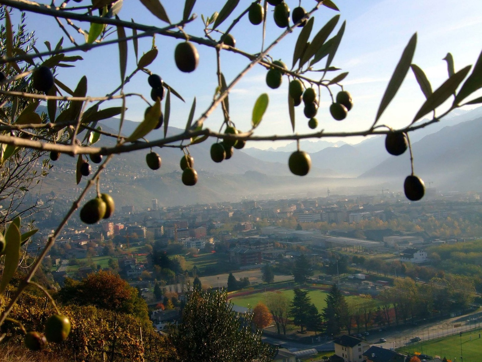 Le precauzioni per portare l'olio extra vergine d'oliva in volo