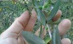 Si piantano gli olivi nelle aree verdi abbandonate