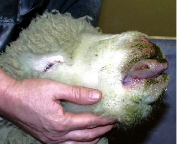 Un piano di vaccinazione contro la Blue Tongue