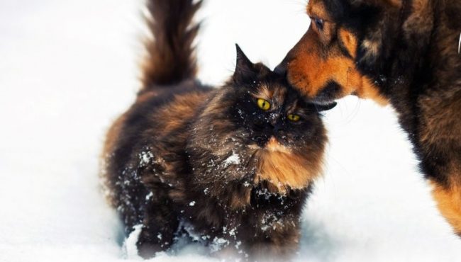 Come proteggere gli animali dal freddo