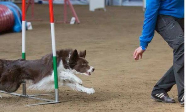 Il cagnolino Wave non ce l’ha fatta