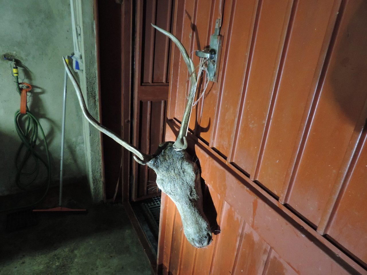 In casa carcasse di animali e armi, scoperti due bracconieri sondriesi FOTO