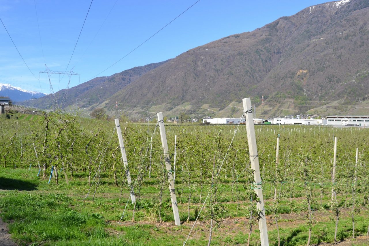 Tangenziale di Tirano, la parola agli agricoltori