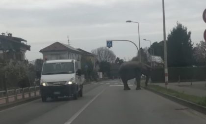 Elefante scappa dal circo e danneggia un'auto