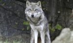 Lombardia approva mozione per la conservazione del lupo