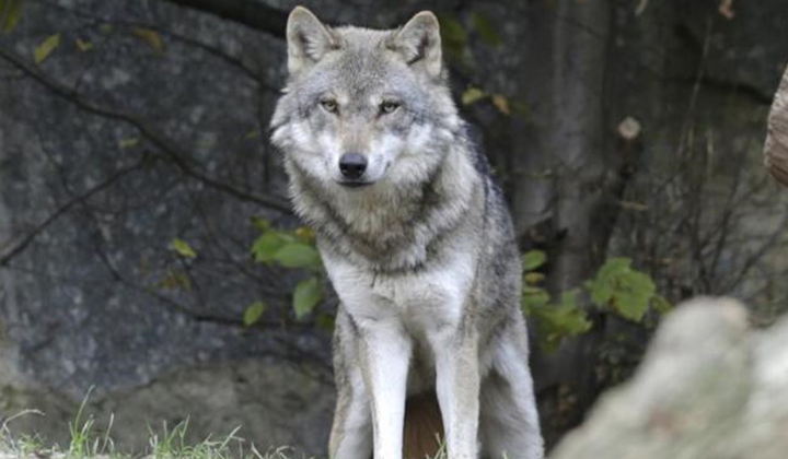 Sondrio, una serata sul lupo e sull’orso