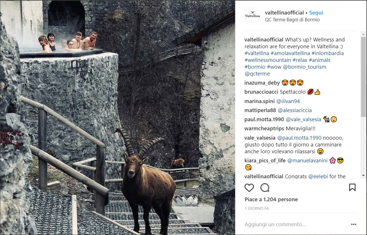 Incontro alle Terme stambecco diventa celebrità sui social